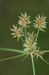 Oneflower flatsedge